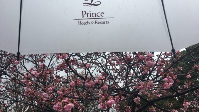 Prince_Sakura_Leihschirm